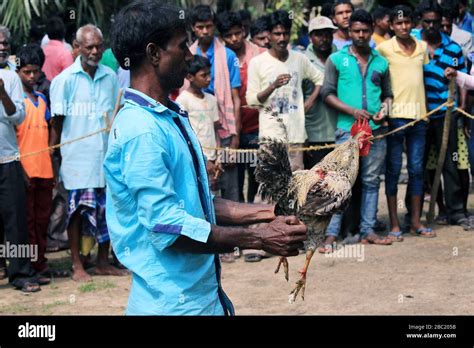 Cockfight INDIA .